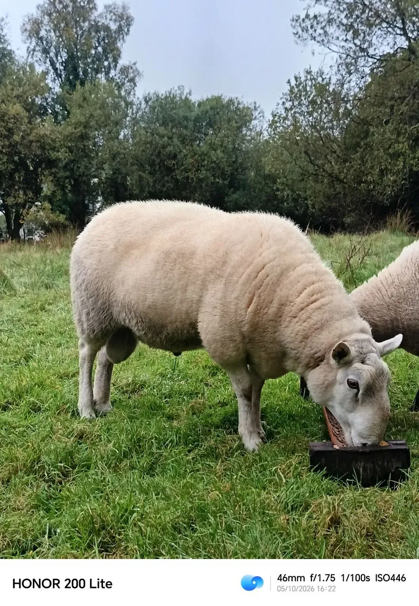 Sheep - Image 2