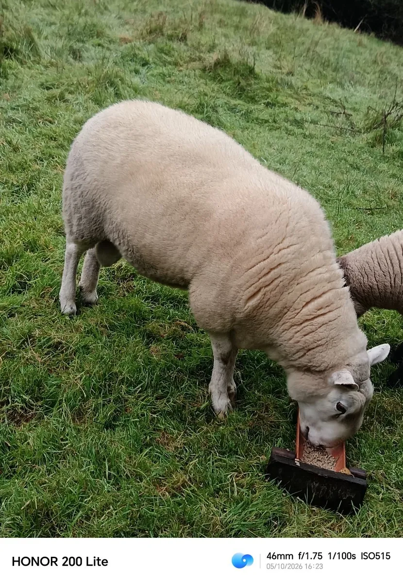 Sheep - Image 4