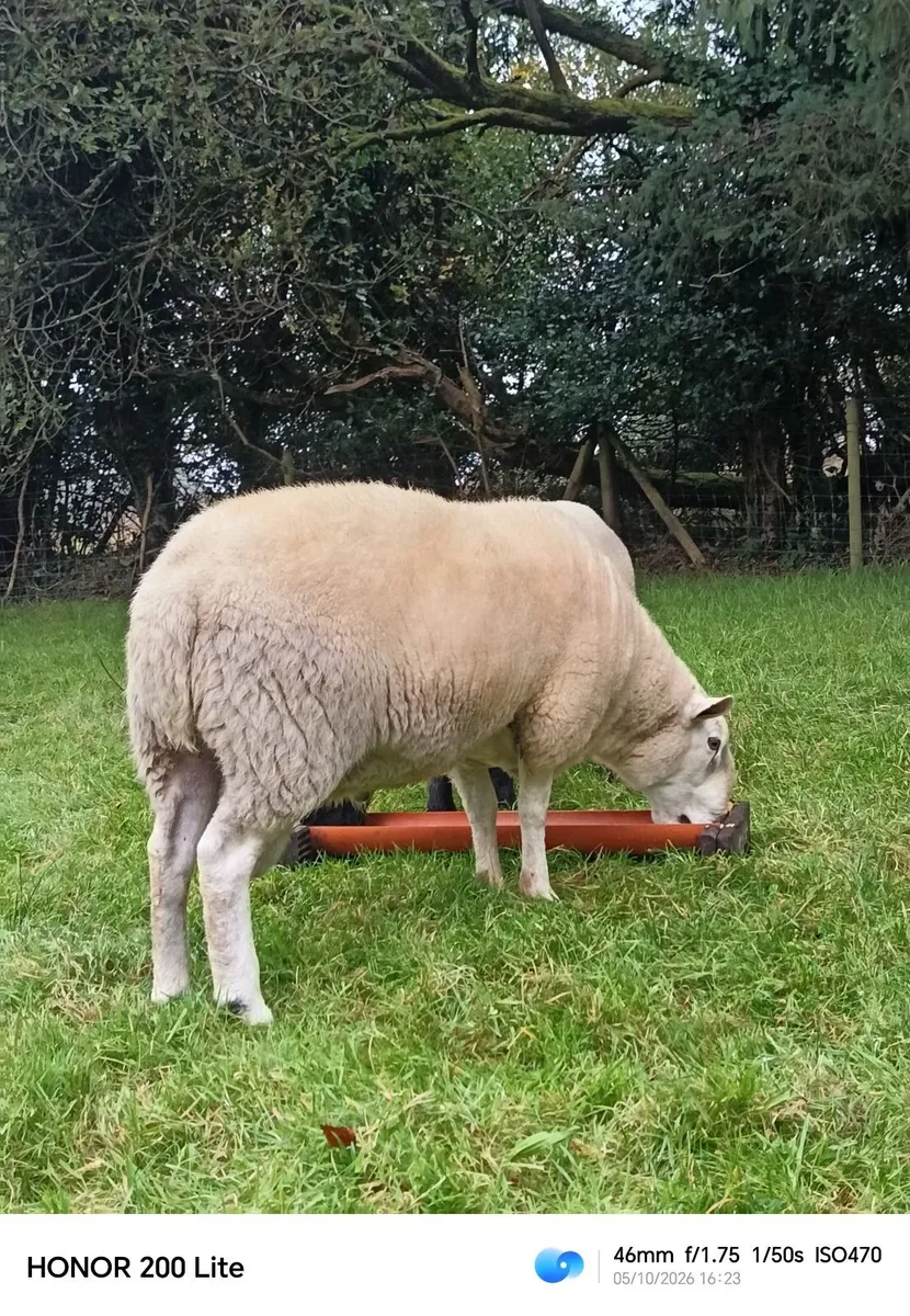 Sheep - Image 3