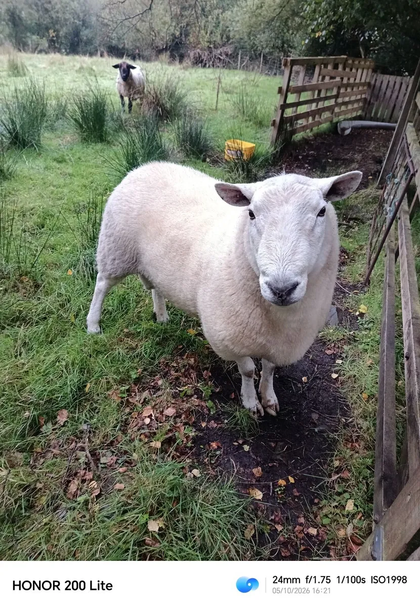 Sheep - Image 1