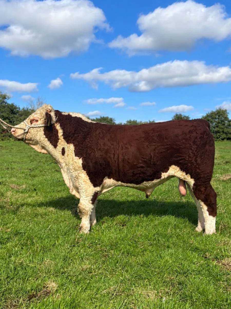 Lot 23- Tullamore 10th October - Image 2