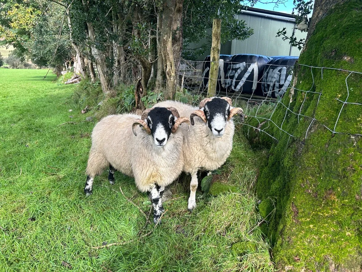 Swale hogget rams for sale - Image 2