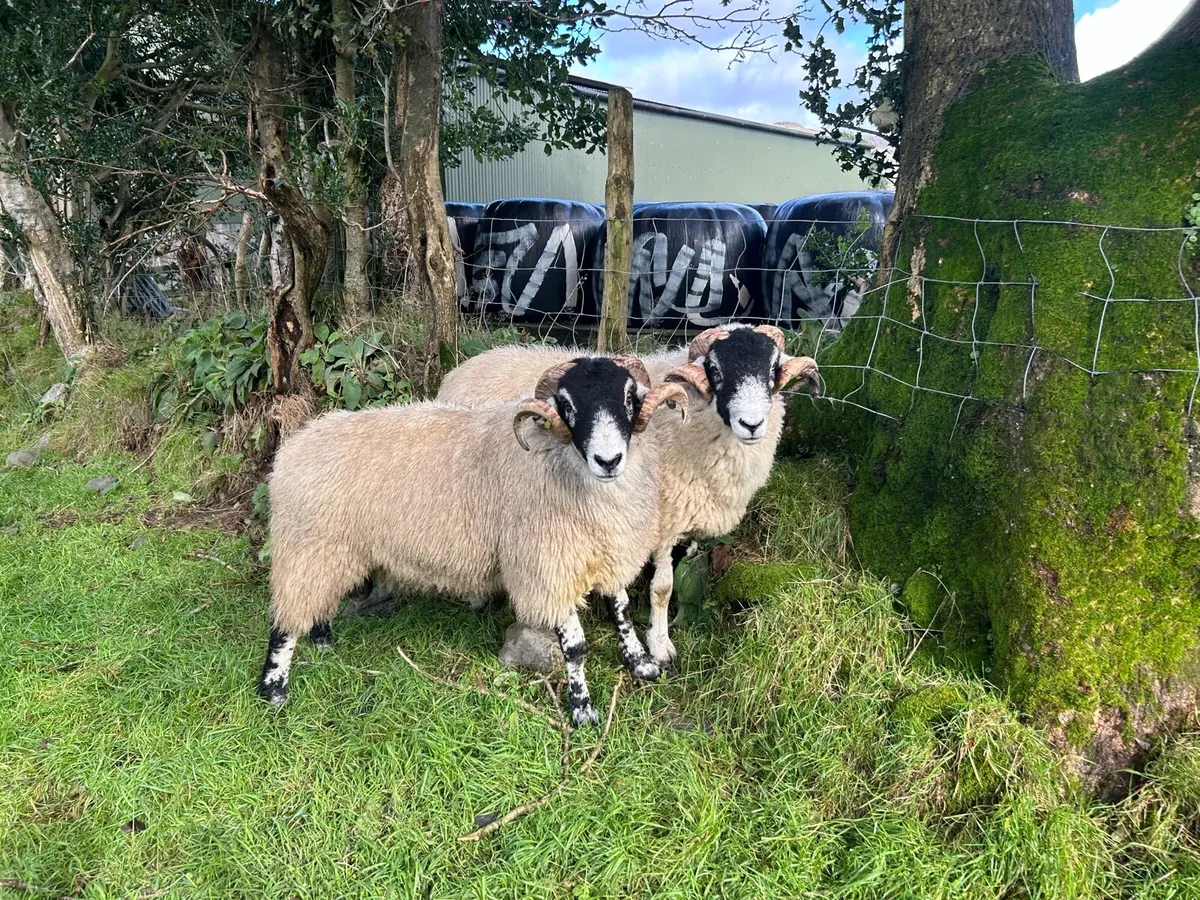 Swale hogget rams for sale - Image 3
