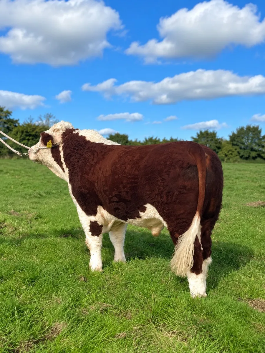 Lot 23- Tullamore 10th October - Image 1