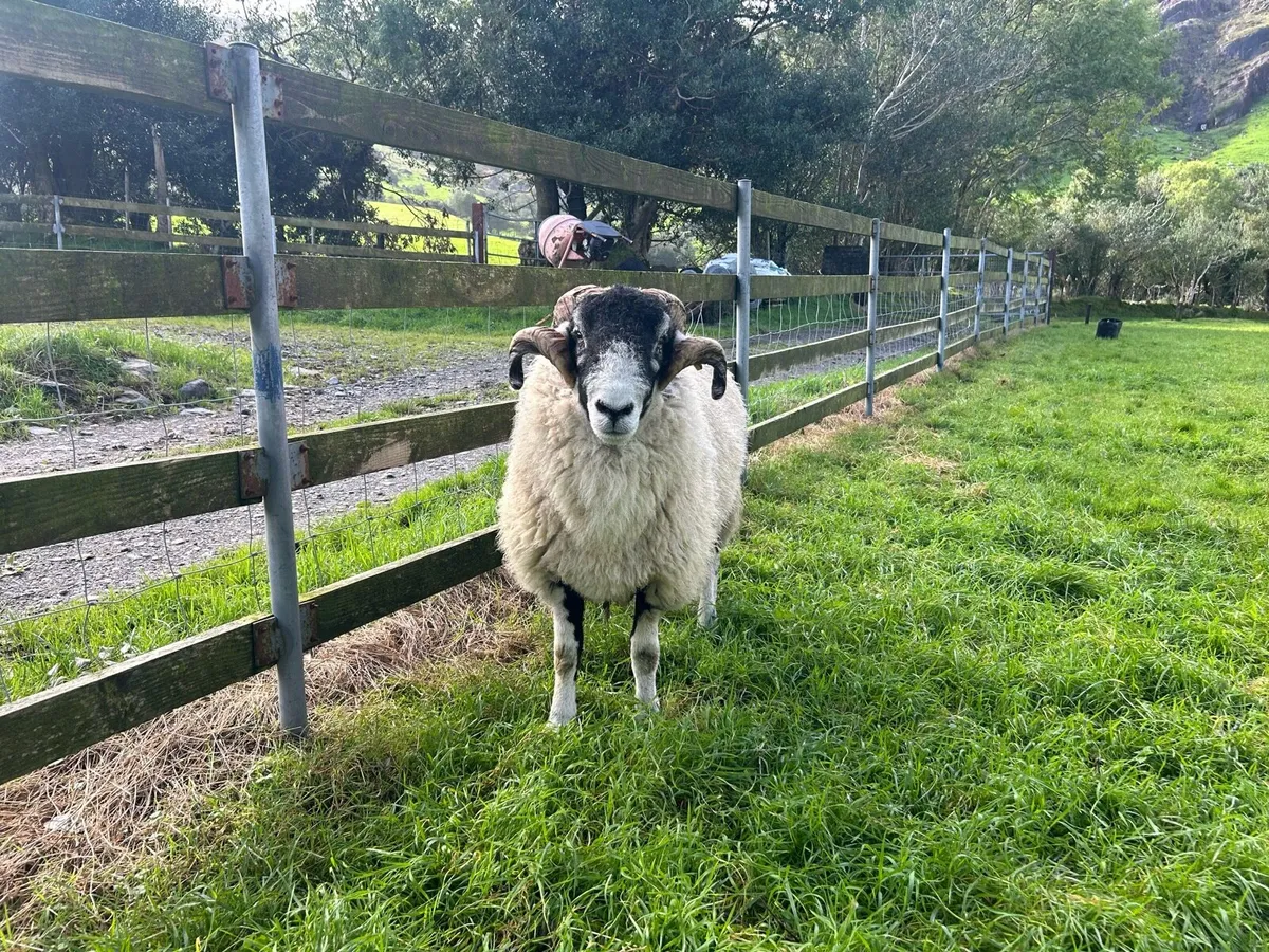 Swale hogget rams for sale - Image 4