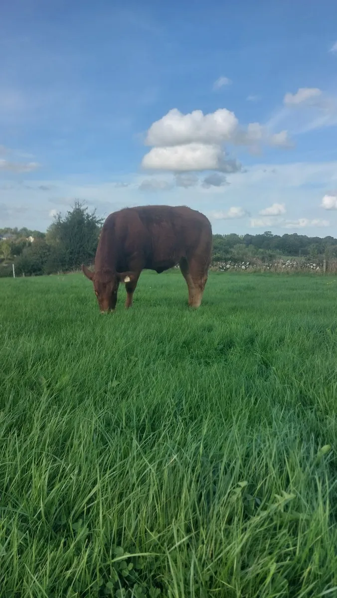 Lmx Heifers - Image 2