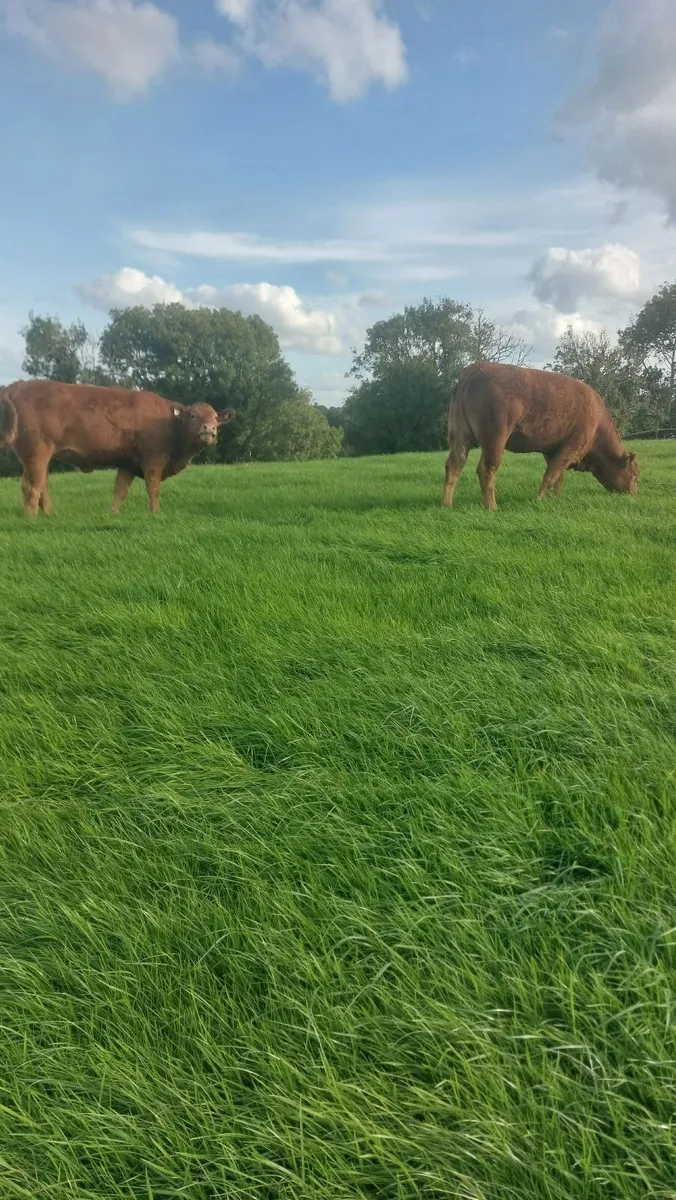 Lmx Heifers - Image 4