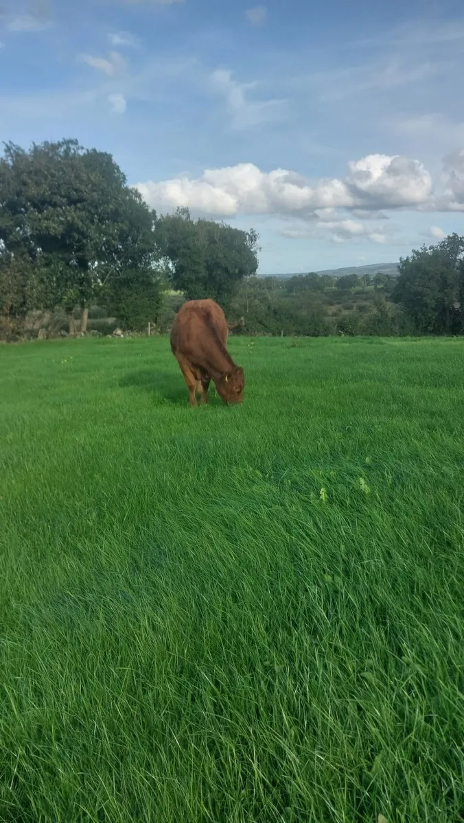 Lmx Heifers - Image 3