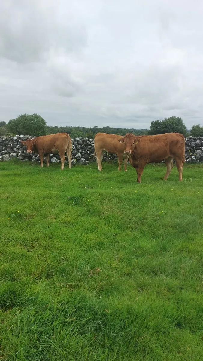 Lmx Heifers - Image 1
