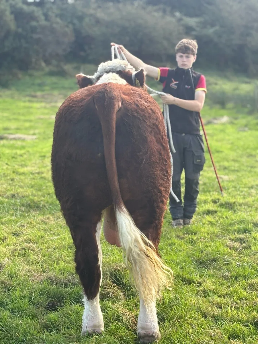 Lot 23- Tullamore 10th October - Image 4