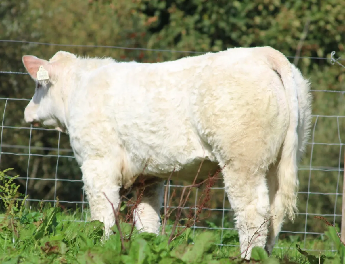 Pedigree heifers and bulls - Image 1