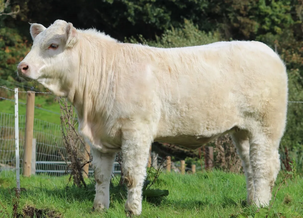 Pedigree heifers and bulls - Image 4