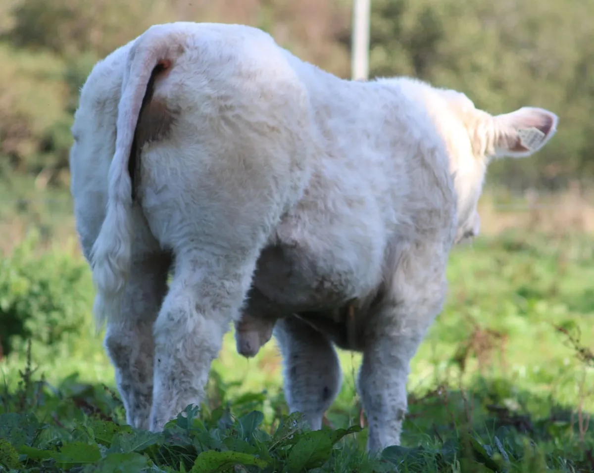 Pedigree heifers and bulls - Image 2