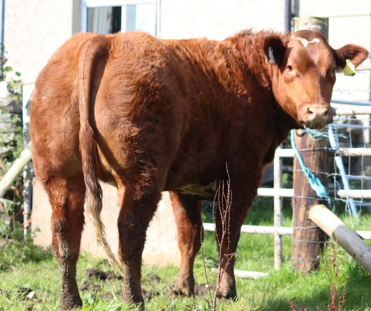 Pedigree heifers and bulls - Image 3