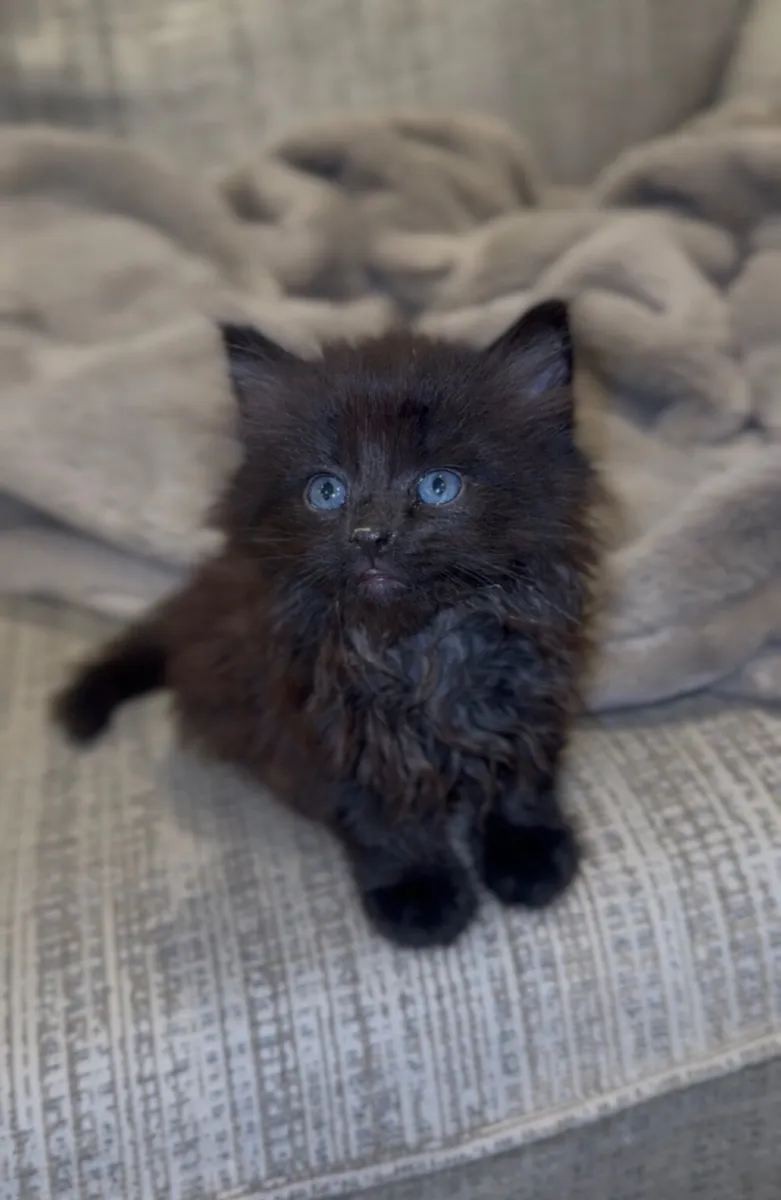 Kittens - Image 2