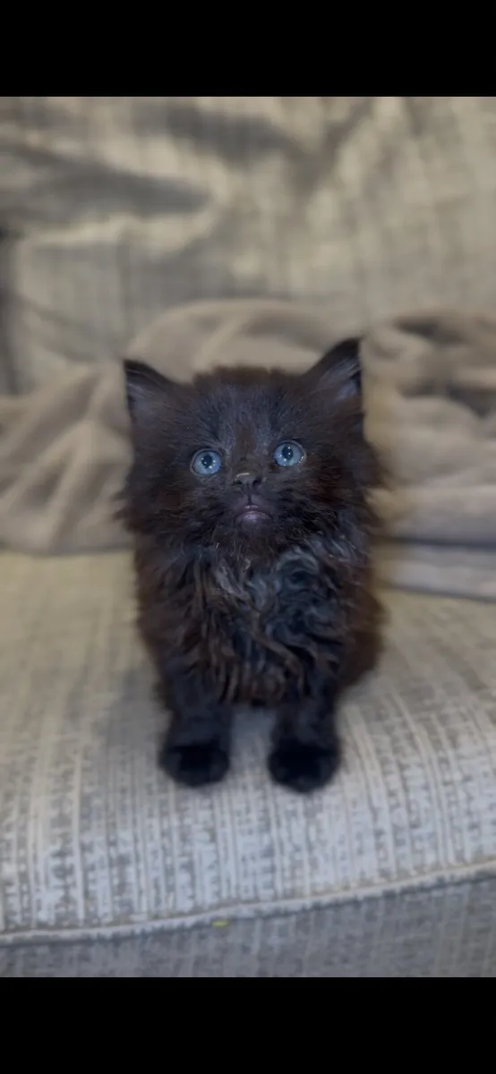 Kittens - Image 3