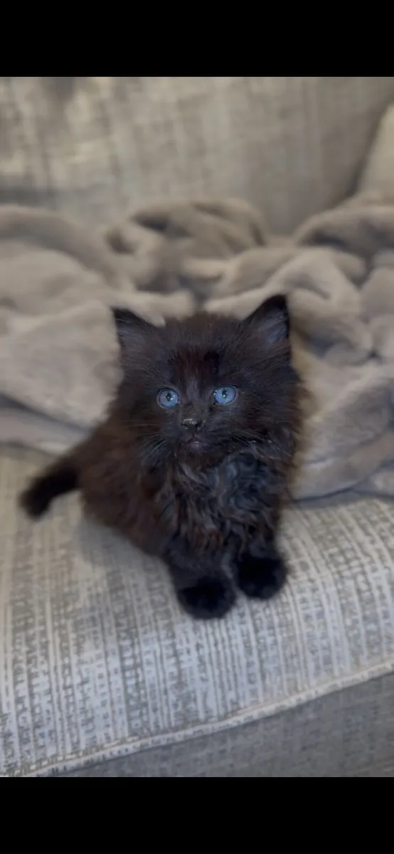 Kittens - Image 4