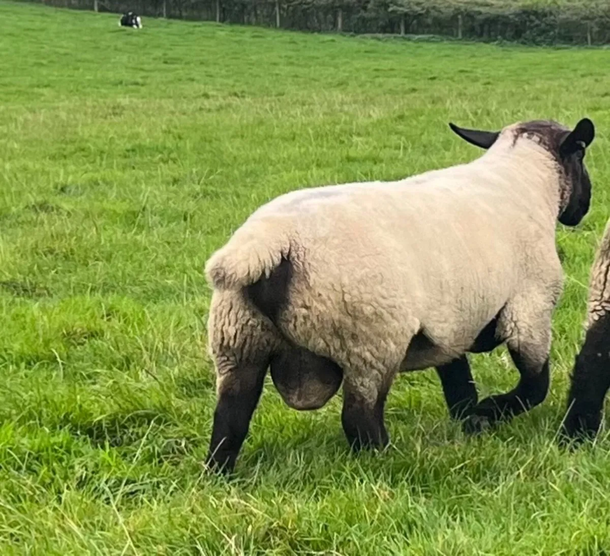Suffolk shearling ram - Image 2