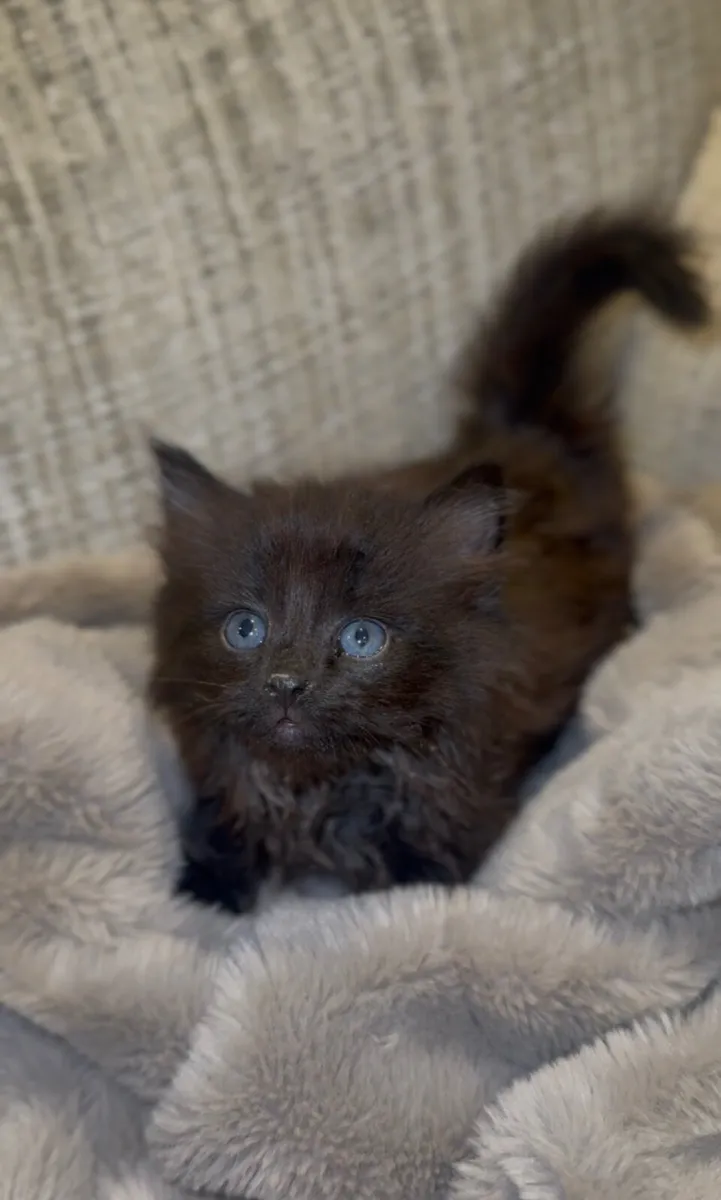 Kittens - Image 1