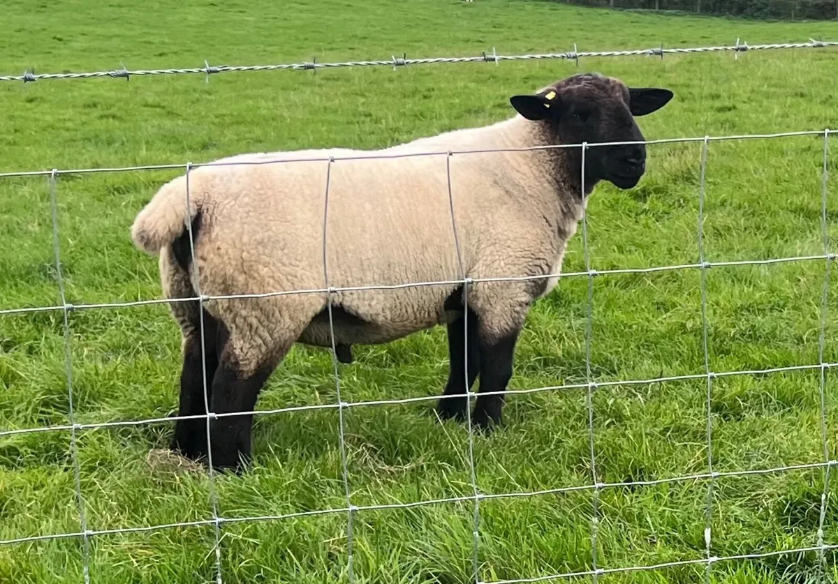 Suffolk shearling ram - Image 1
