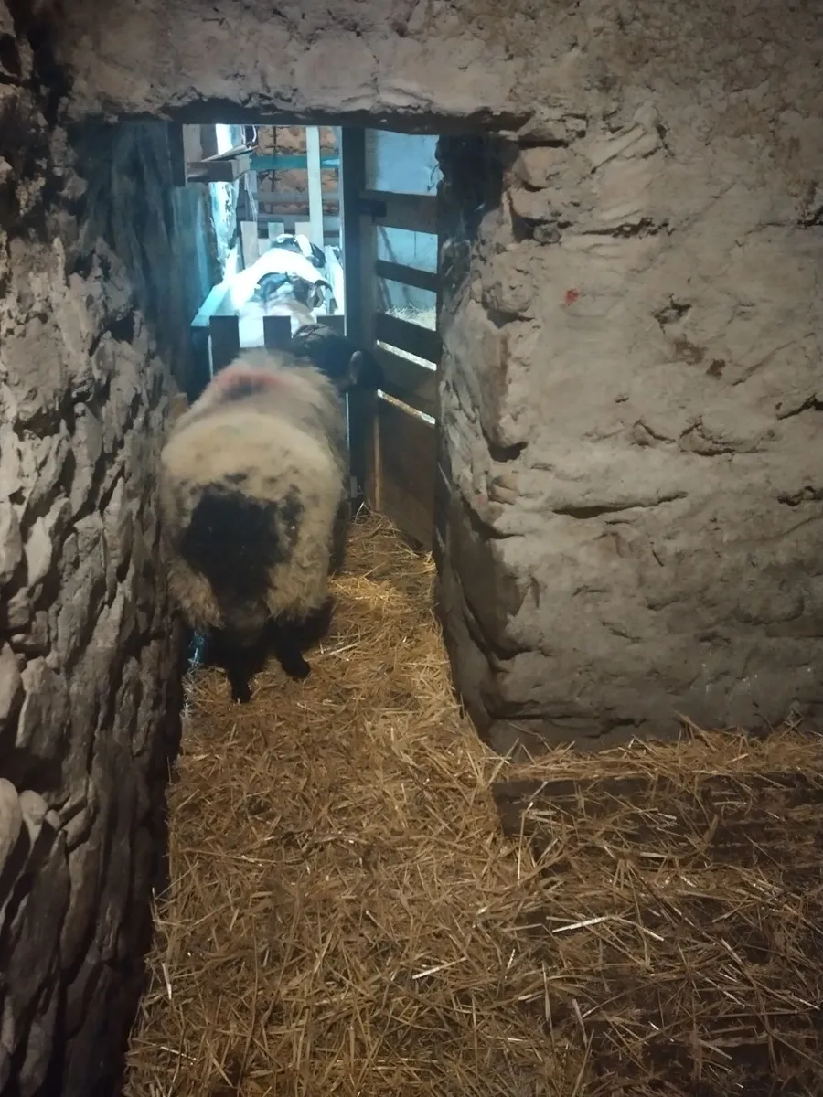 Sheep - Image 2