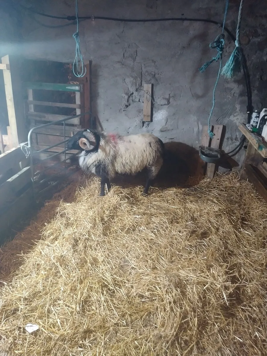 Sheep - Image 1