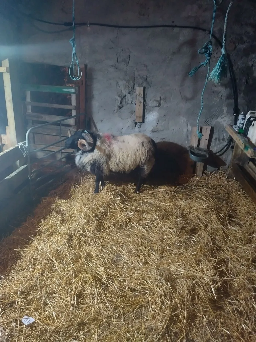 Sheep - Image 3