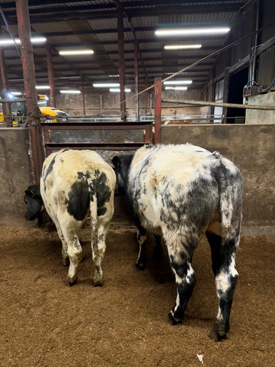 Blue bullocks - Image 4