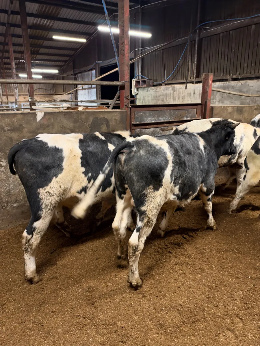 Blue bullocks - Image 3