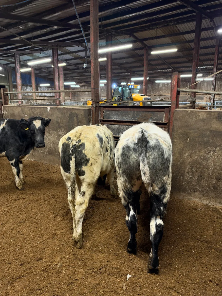 Blue bullocks - Image 2