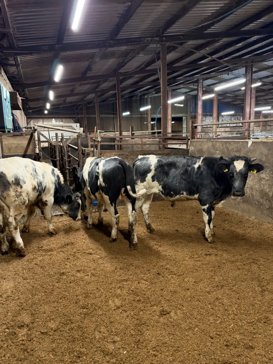 Blue bullocks - Image 1