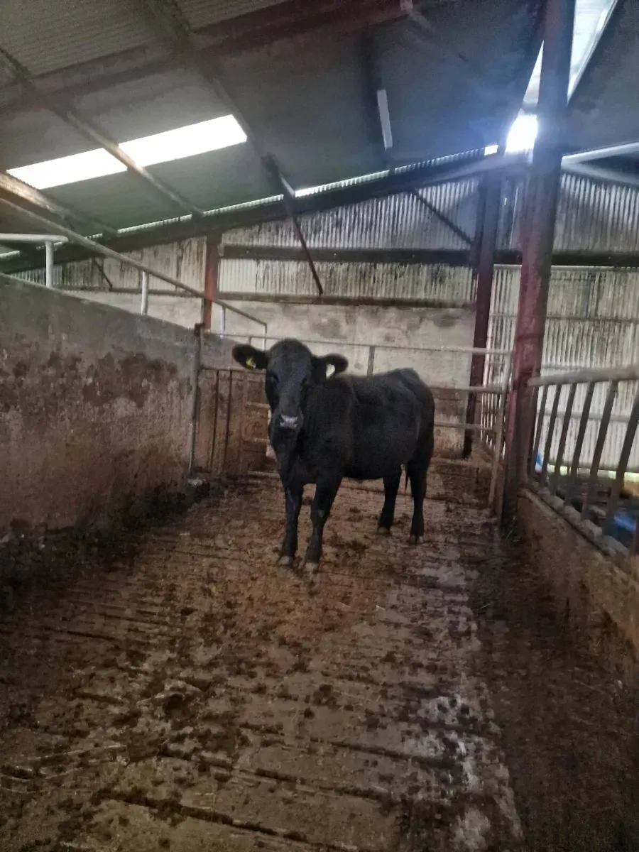 Pedigree angus heifers - Image 2