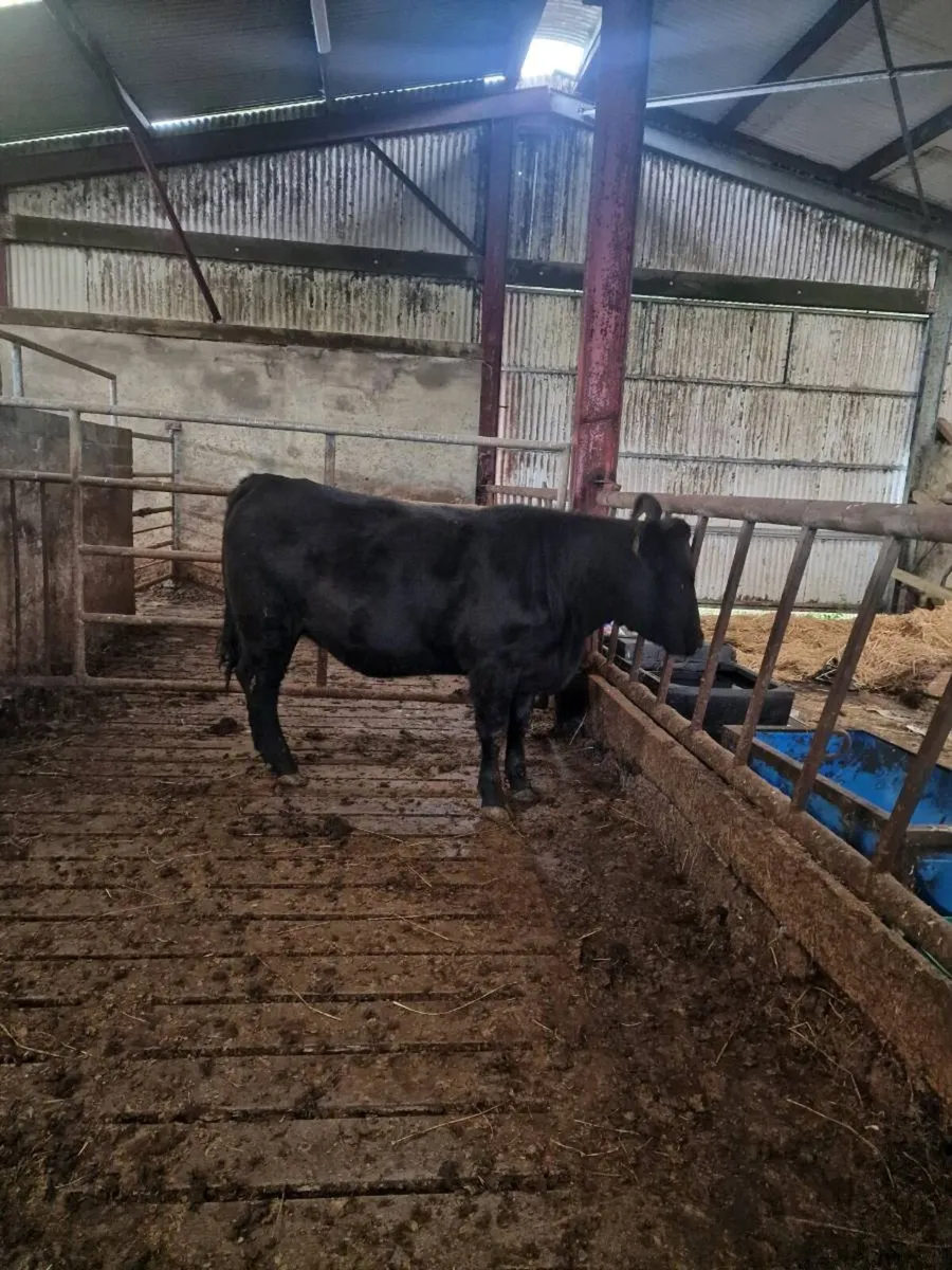 Pedigree angus heifers - Image 3