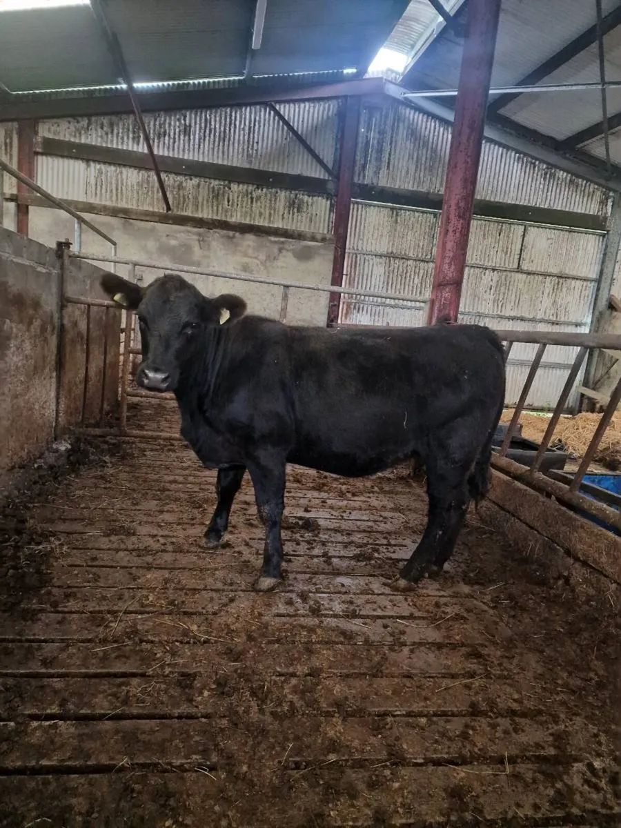 Pedigree angus heifers - Image 4