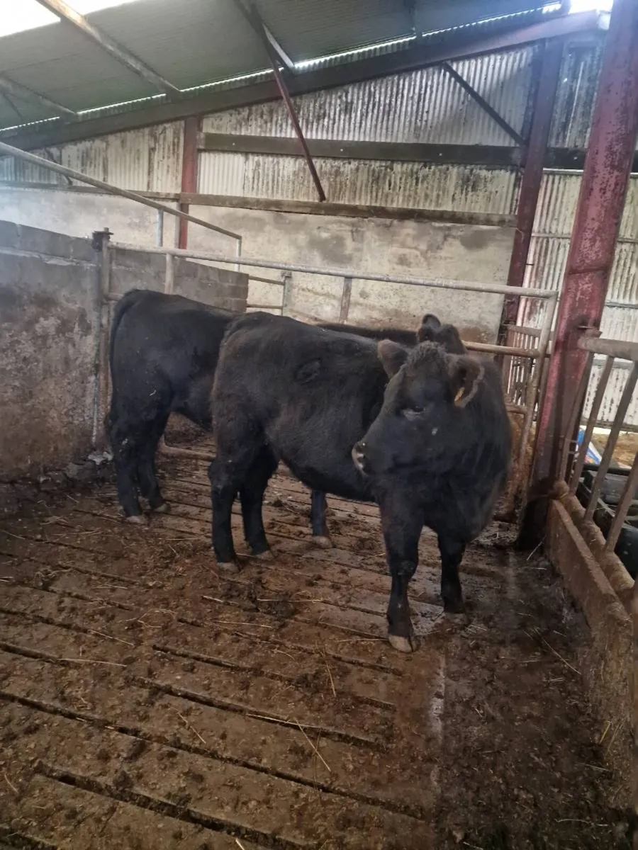 Pedigree angus heifers - Image 1