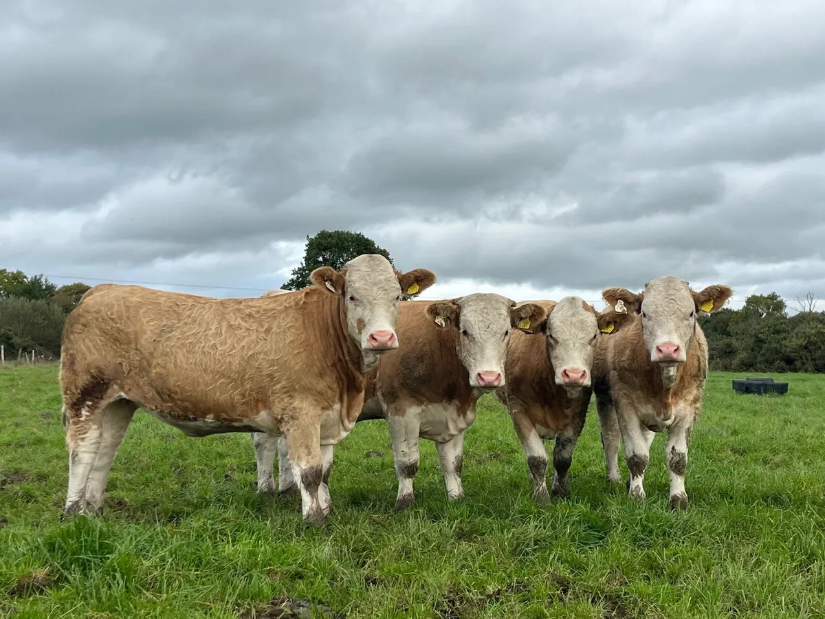 4 Simmental heifer heifers - Image 1