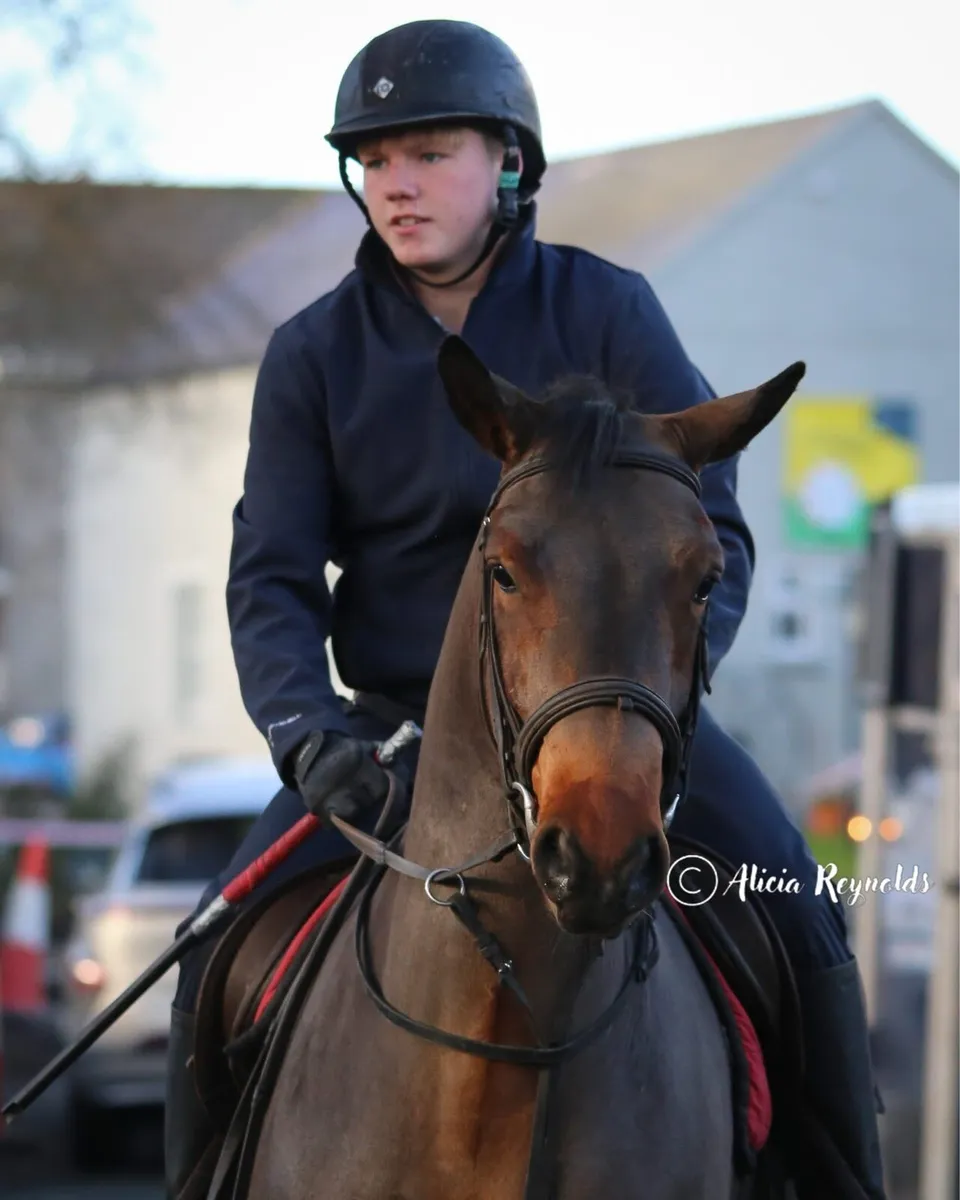 5yr old 15.1 Connemara gelding - Image 1