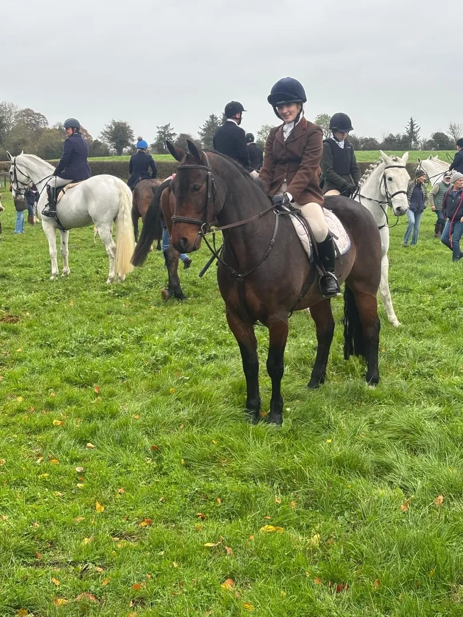 5yr old 15.1 Connemara gelding - Image 2