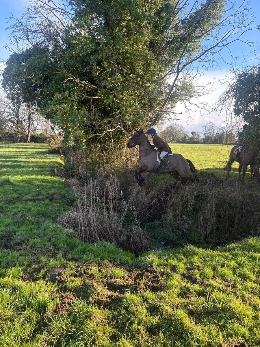 5yr old 15.1 Connemara gelding - Image 3