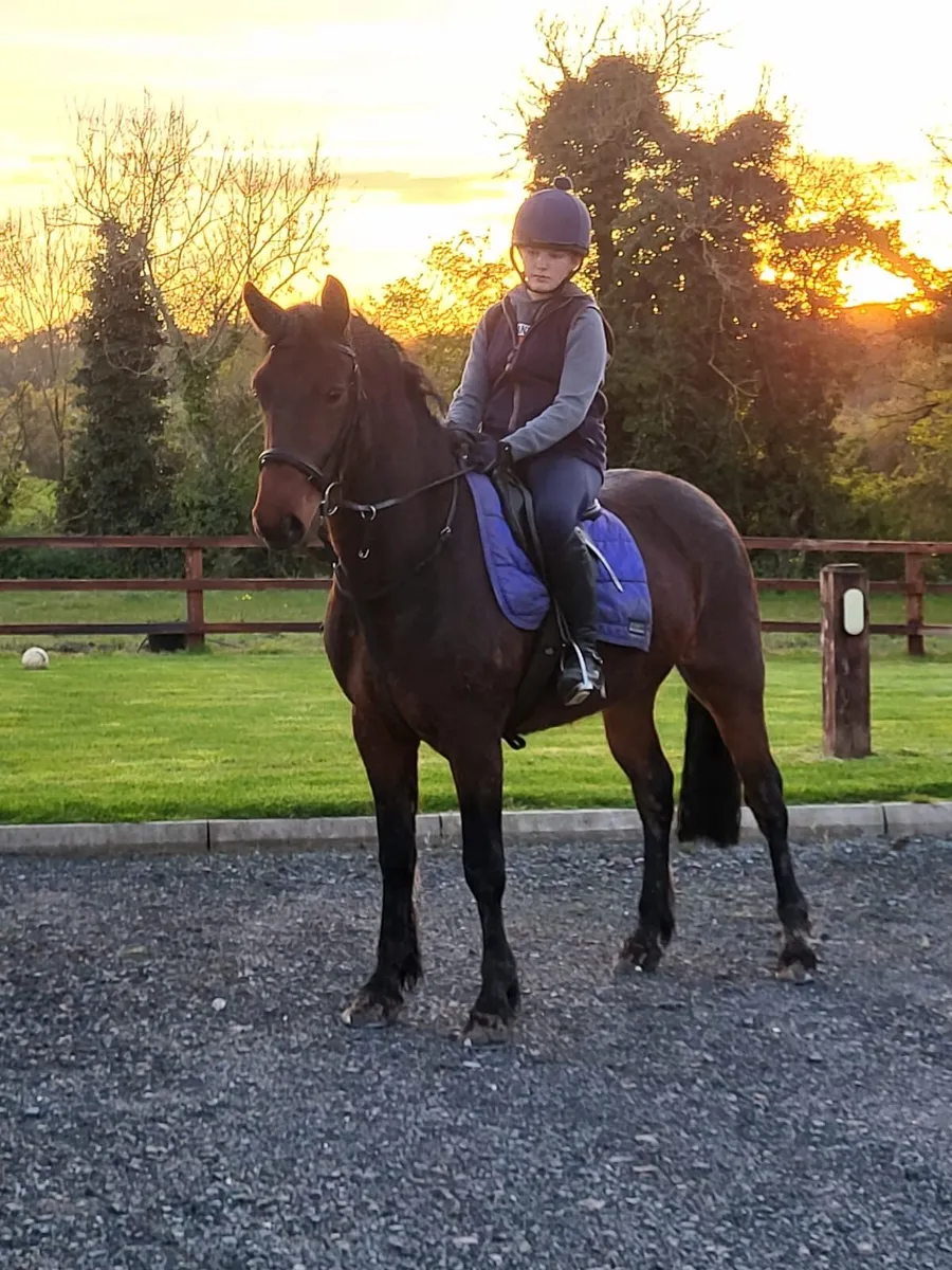 5yr old 15.1 Connemara gelding - Image 4