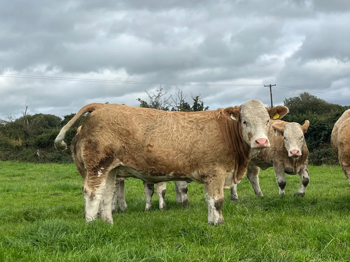 4 Simmental heifer heifers - Image 2