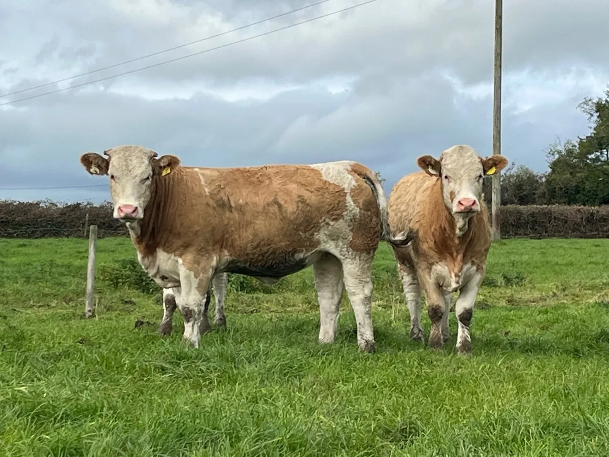 4 Simmental heifer heifers - Image 3
