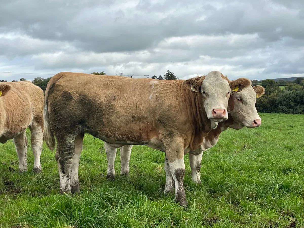 4 Simmental heifer heifers - Image 4