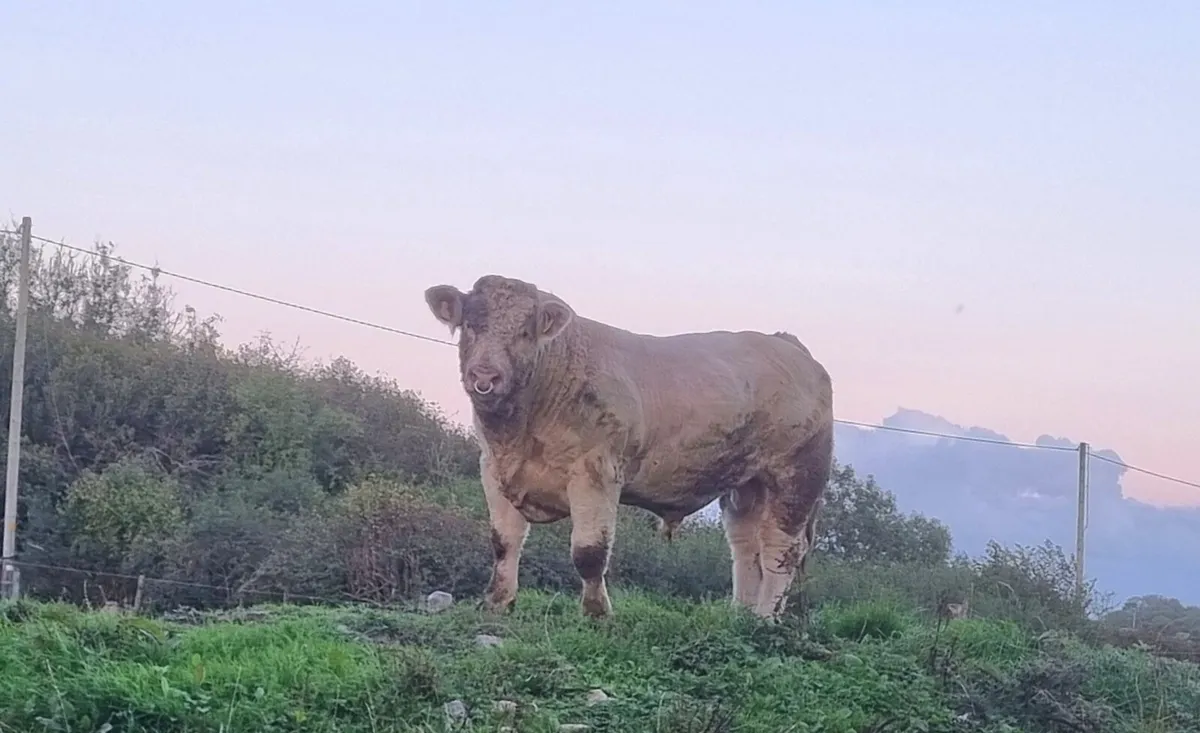 Pure Bred Charloais Bull - Image 1