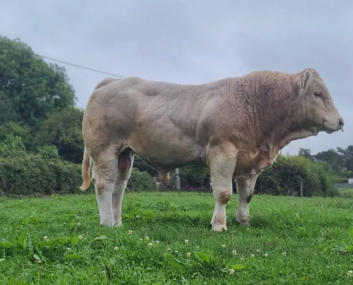 Pure Bred Charloais Bull - Image 2