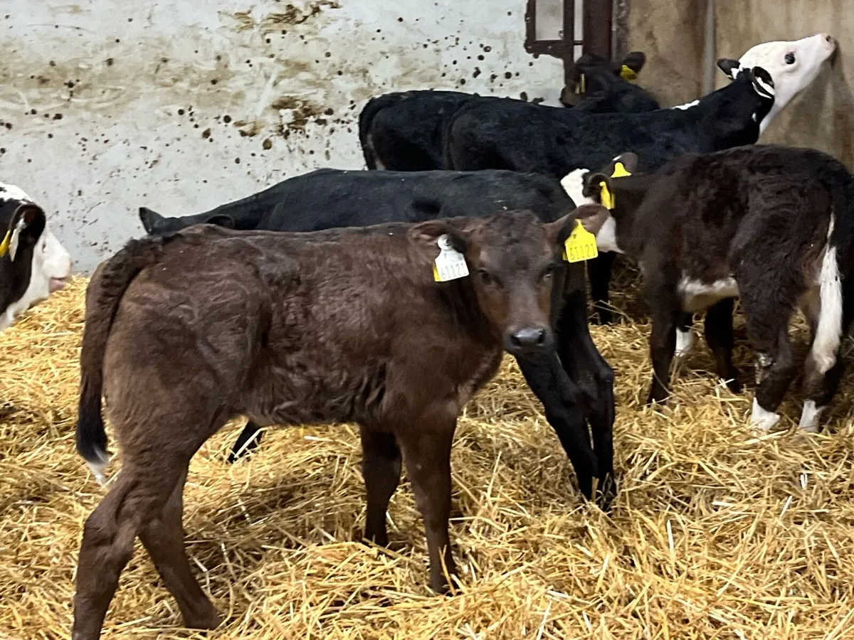 Calves For Sale - Image 2
