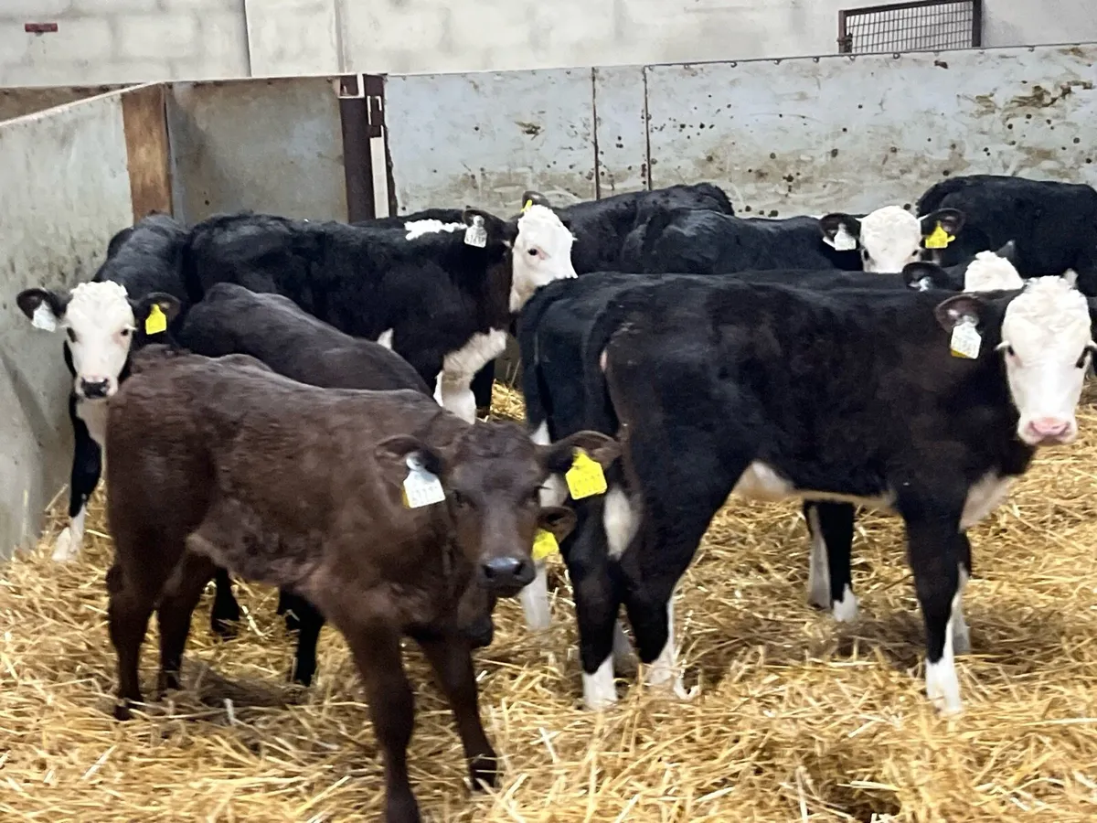 Calves For Sale - Image 3