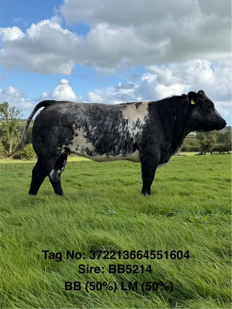 ⭐️ 20 Exceptional Maiden Heifers ⭐️ - Image 1