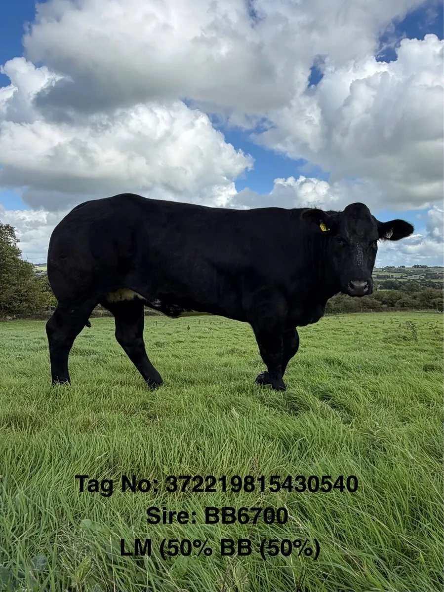 ⭐️ Maiden Heifers - Friday Pen 63-67 ⭐️ - Image 1