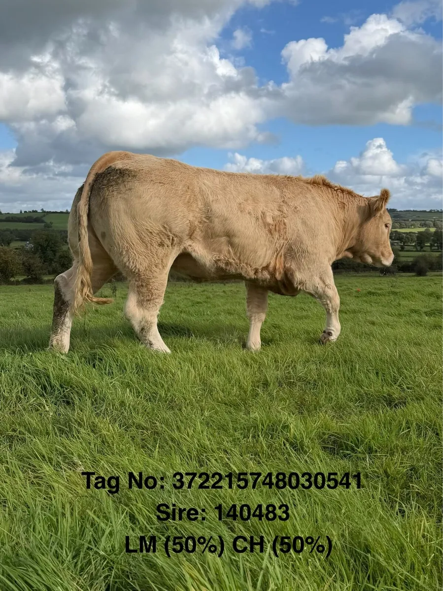 ⭐️ Maiden Heifers - Friday Pen 63-67 ⭐️ - Image 3